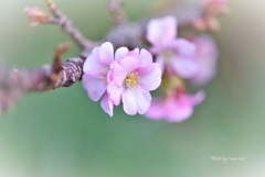 早春の桜