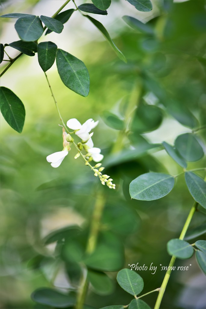 咲き始めた白萩の花