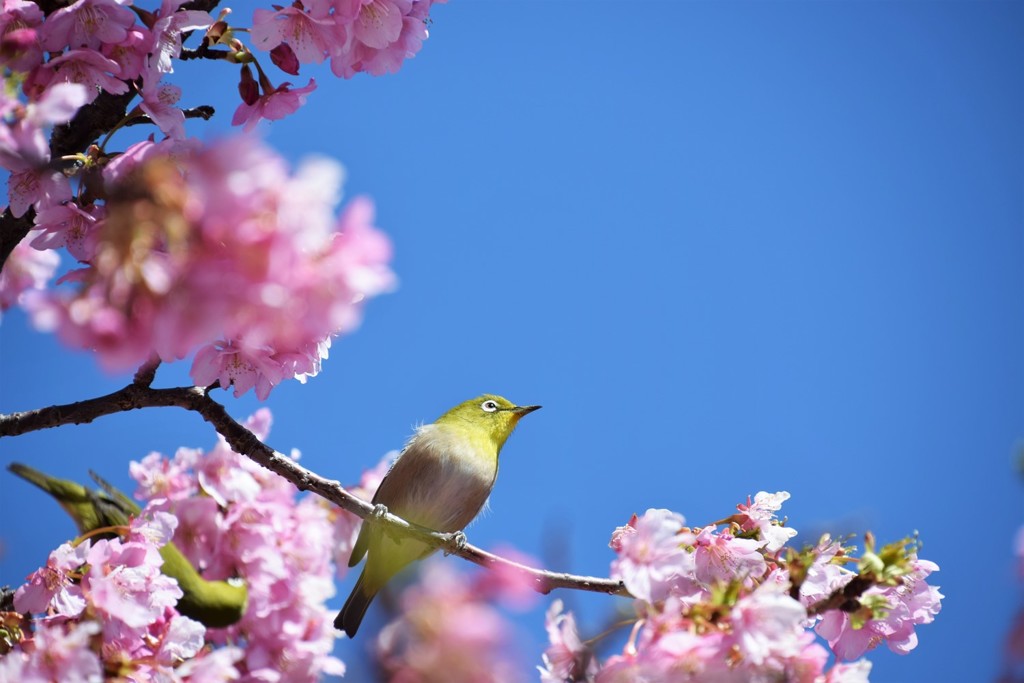 春がやってきた♬