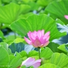 蓮池に咲く