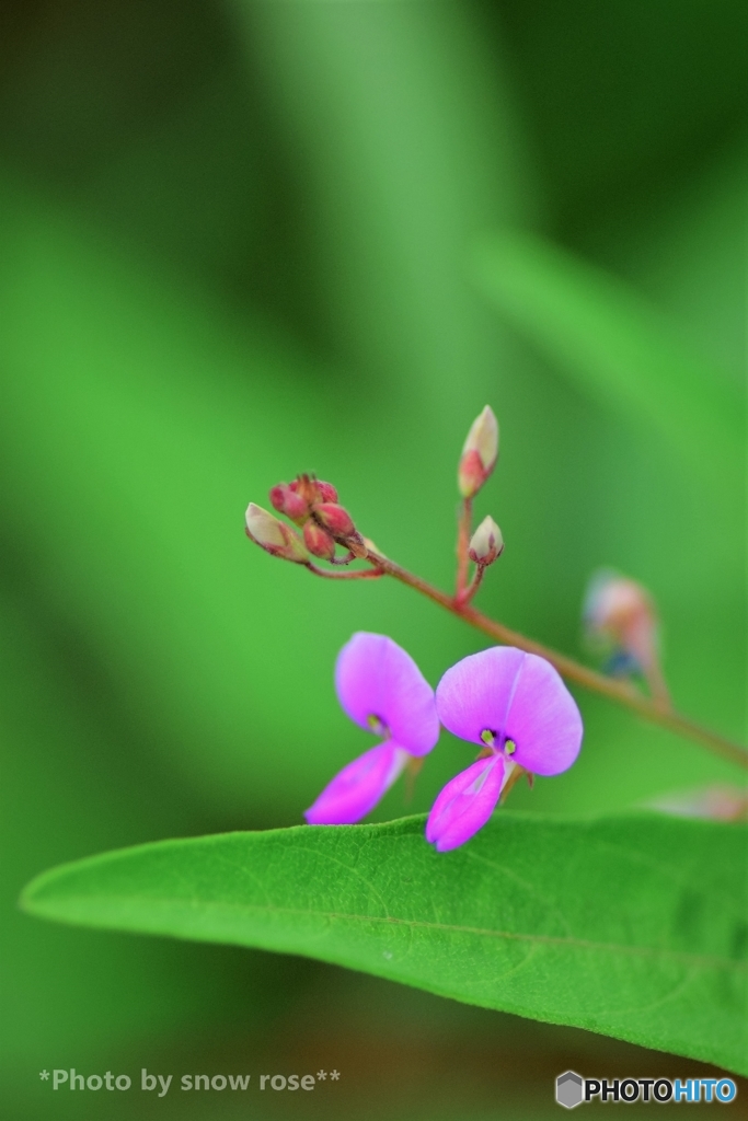 ヌスビトハギの花