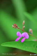 ヌスビトハギの花