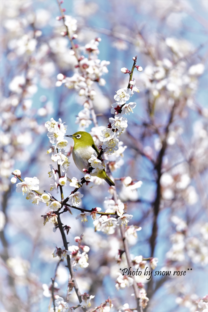 満開の梅の花に