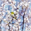 満開の梅の花に