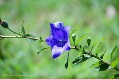 桔梗の花