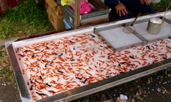 金魚