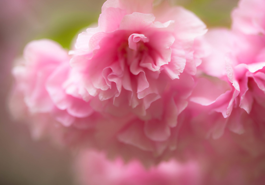 なごり桜