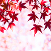 石神井公園なごりのもみじ