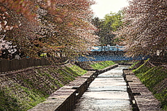 桜舞う善福寺川