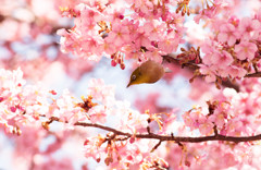 メジロと桜