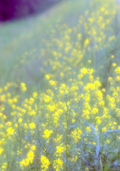 土手に咲く菜の花