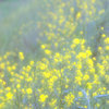 土手に咲く菜の花