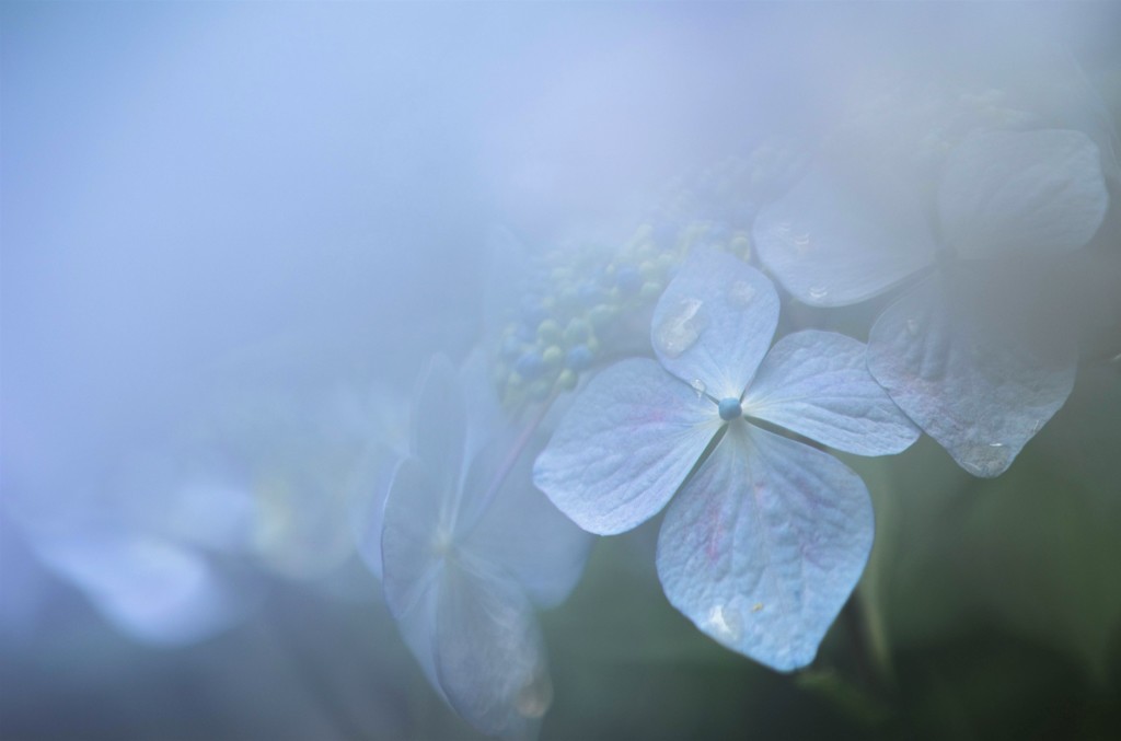 紫陽花　霧雨