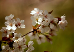 木漏れ日の中の桜