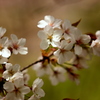 木漏れ日の中の桜