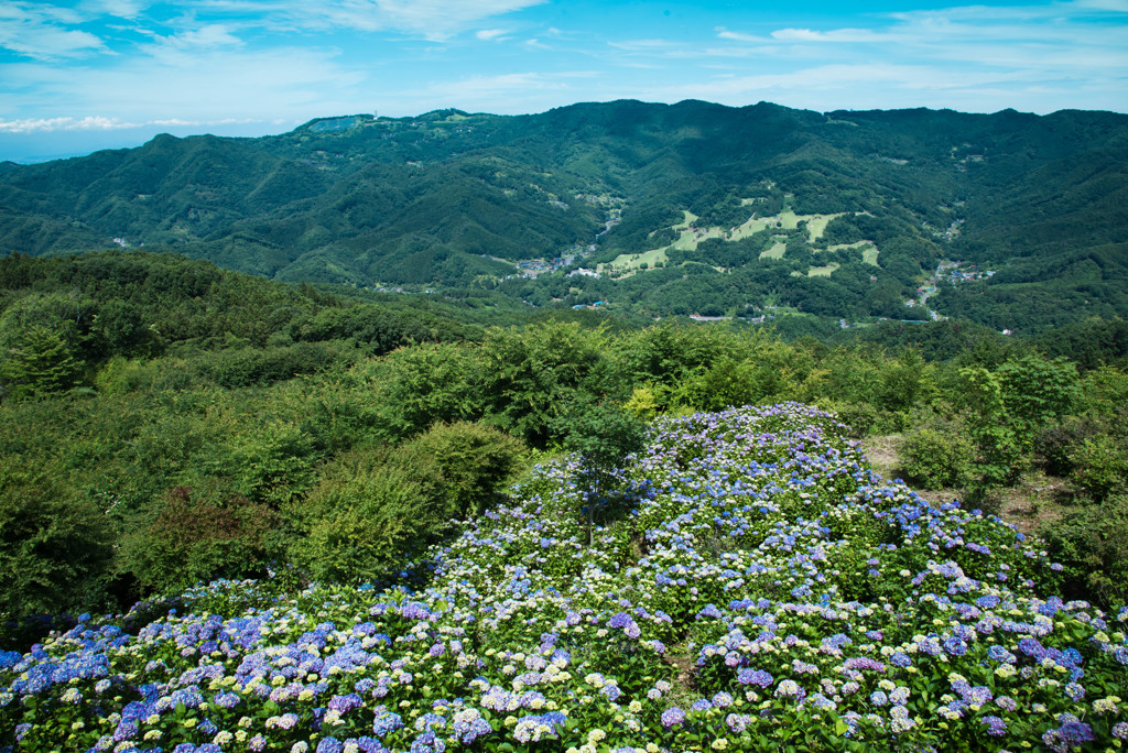 天空の紫陽花
