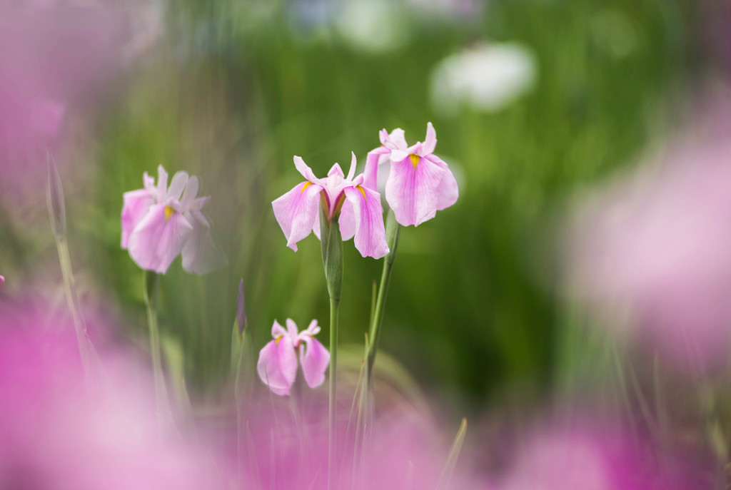 歩く姿は花菖蒲