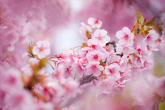 桜　満開