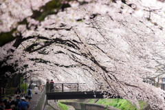 桜トンネル