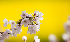 菜の花と桜