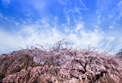 桜咲き雲は飛んだ