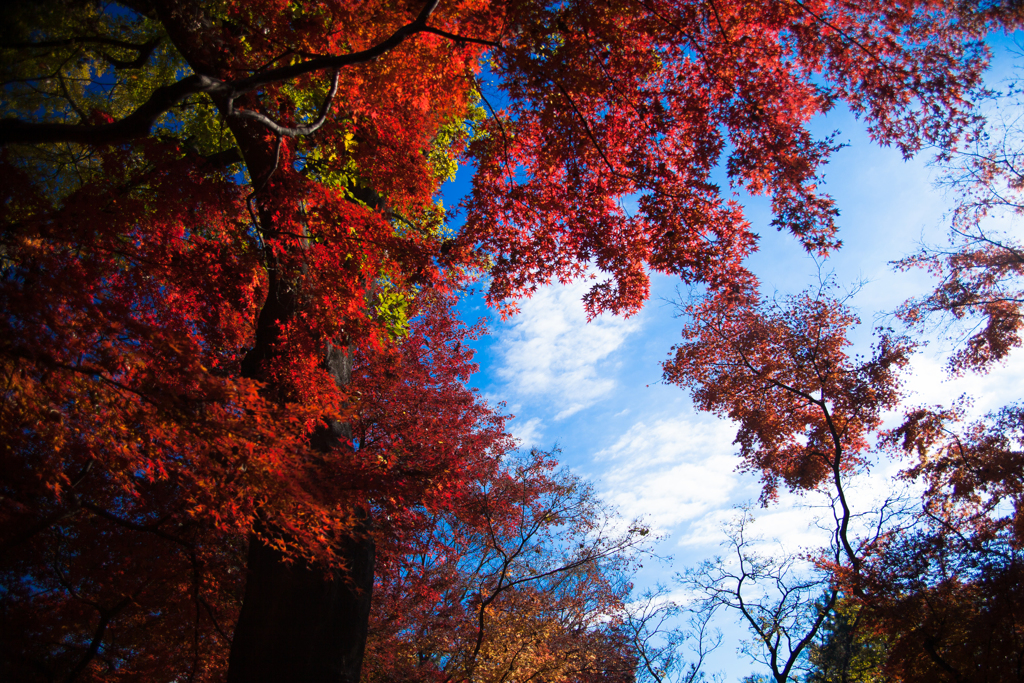 迫る紅葉と秋空