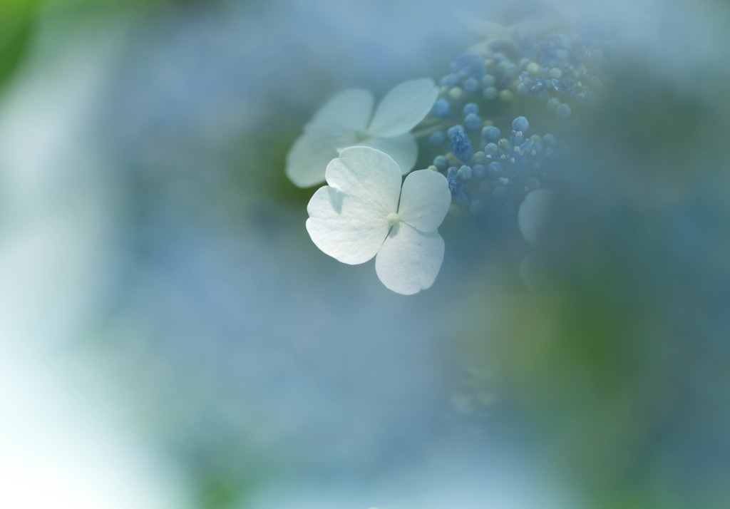 白花アジサイ