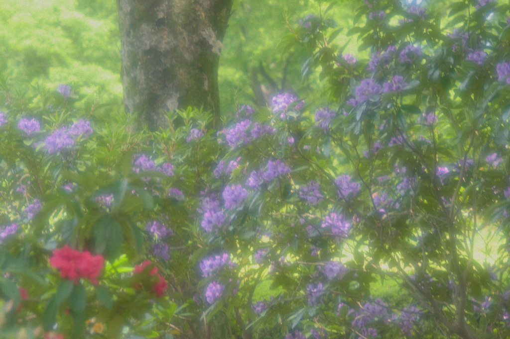 神大寺植物公園3