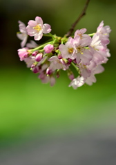 散歩道の桜