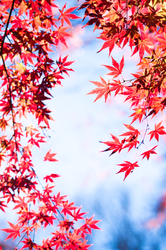 石神井公園なごり紅葉