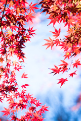 石神井公園なごり紅葉