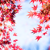 石神井公園なごり紅葉