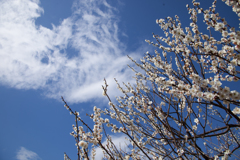 早春の雲と梅