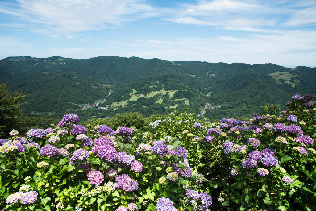 天空の紫陽花　