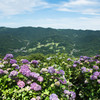 天空の紫陽花　