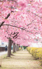 満開の桜の下で