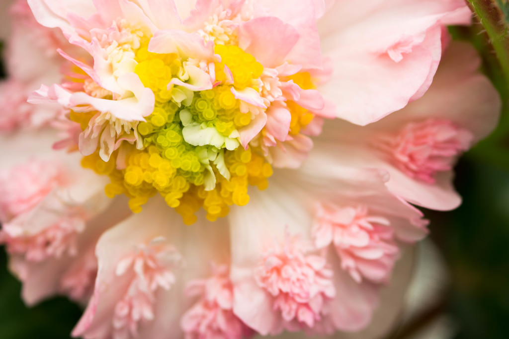 おしゃれ過ぎる花