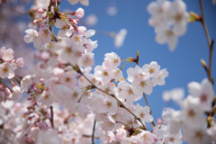 堤の桜　満開　