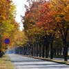 紅葉の街路樹