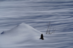 雪原の縞々