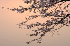 夕暮れ桜2