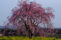 菜の花と桜とカラス
