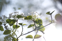 初夏の高原で