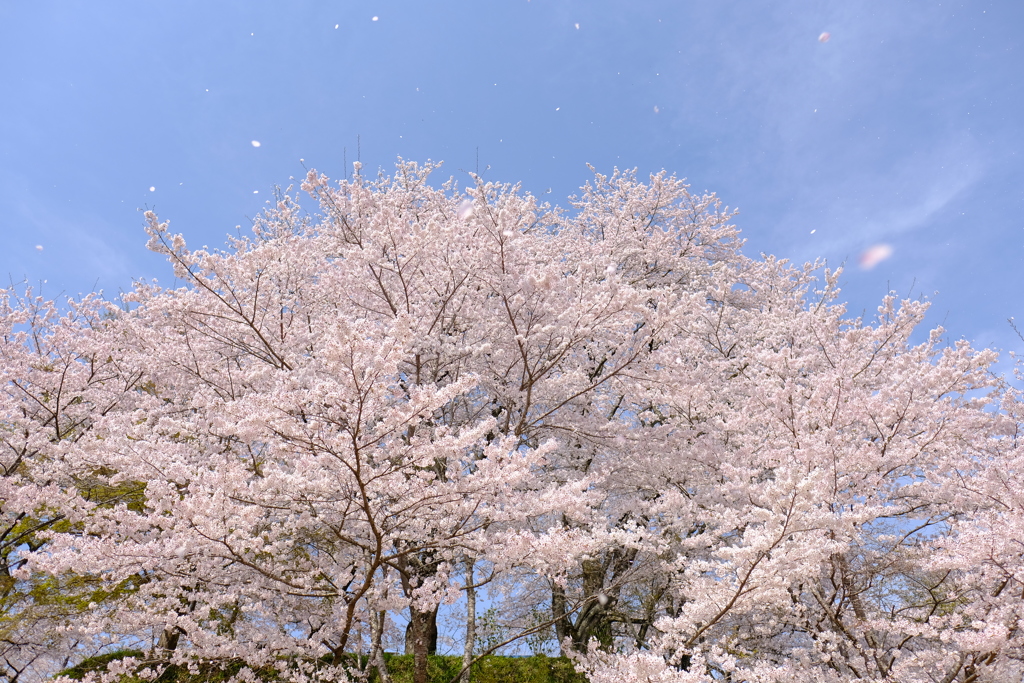 舞い上がる花びら