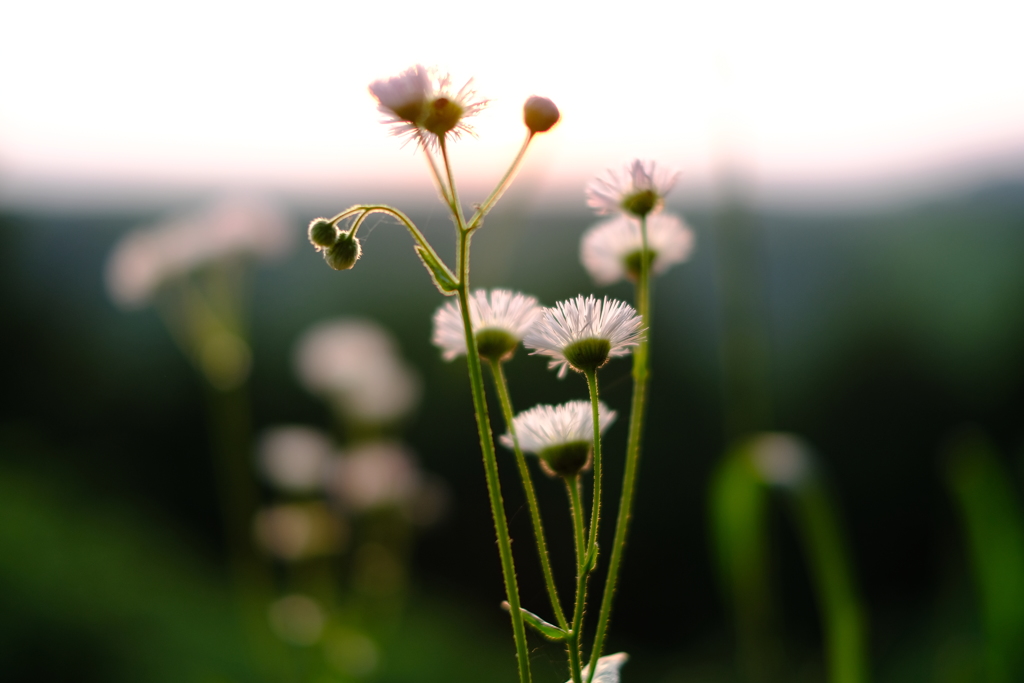 夕暮れの花