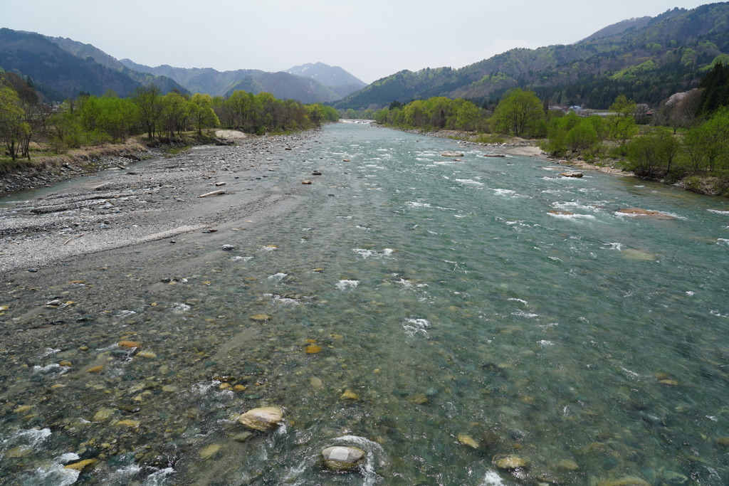 川岸の新緑1