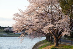 花満開2