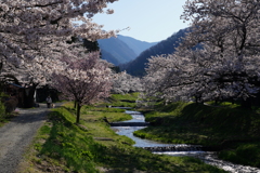 川沿いの桜