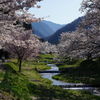 川沿いの桜