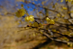 蝋梅　その8
